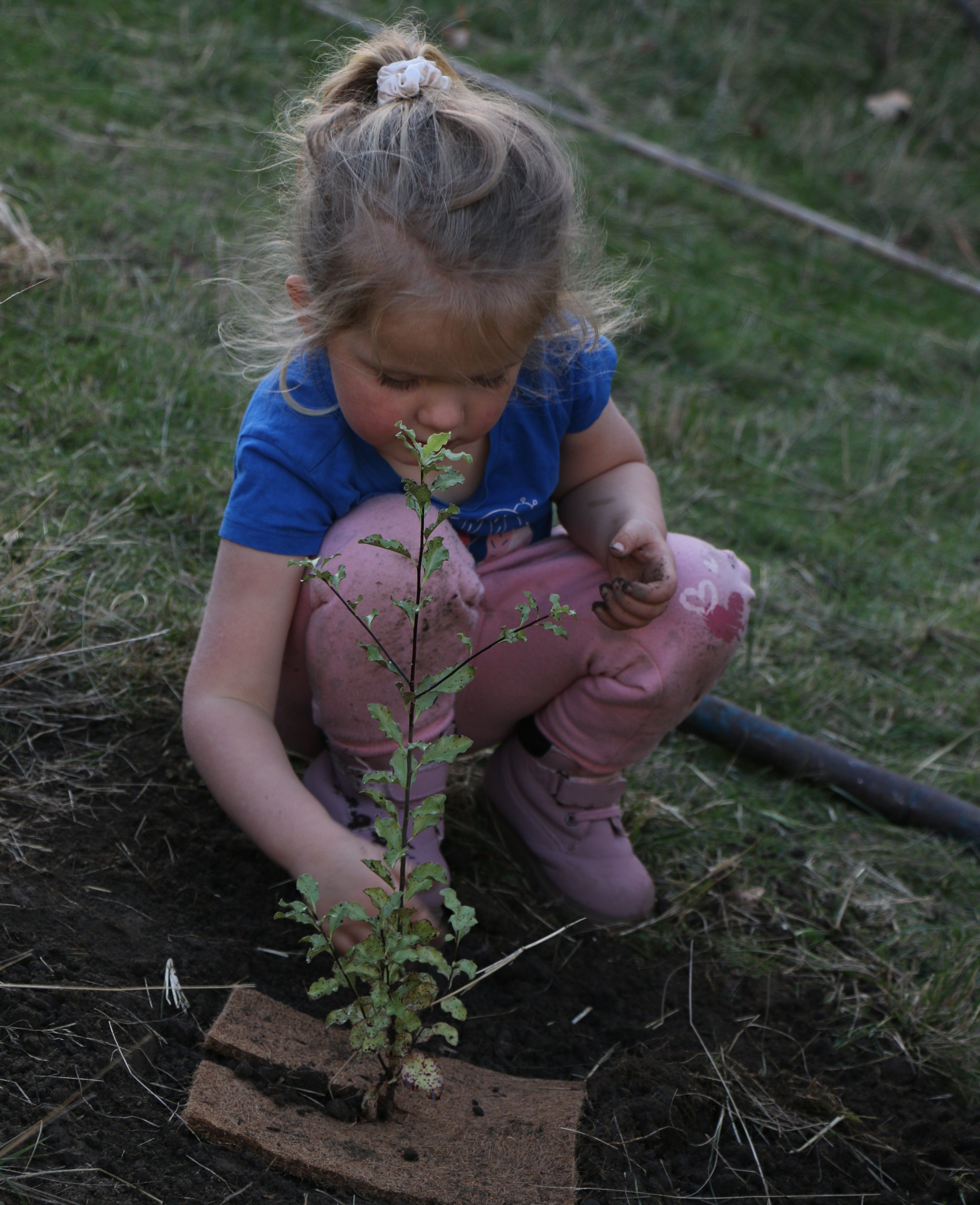 Child planting tree